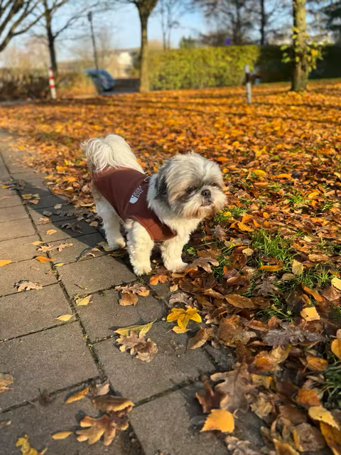 Veste pour chiens The Dog Face